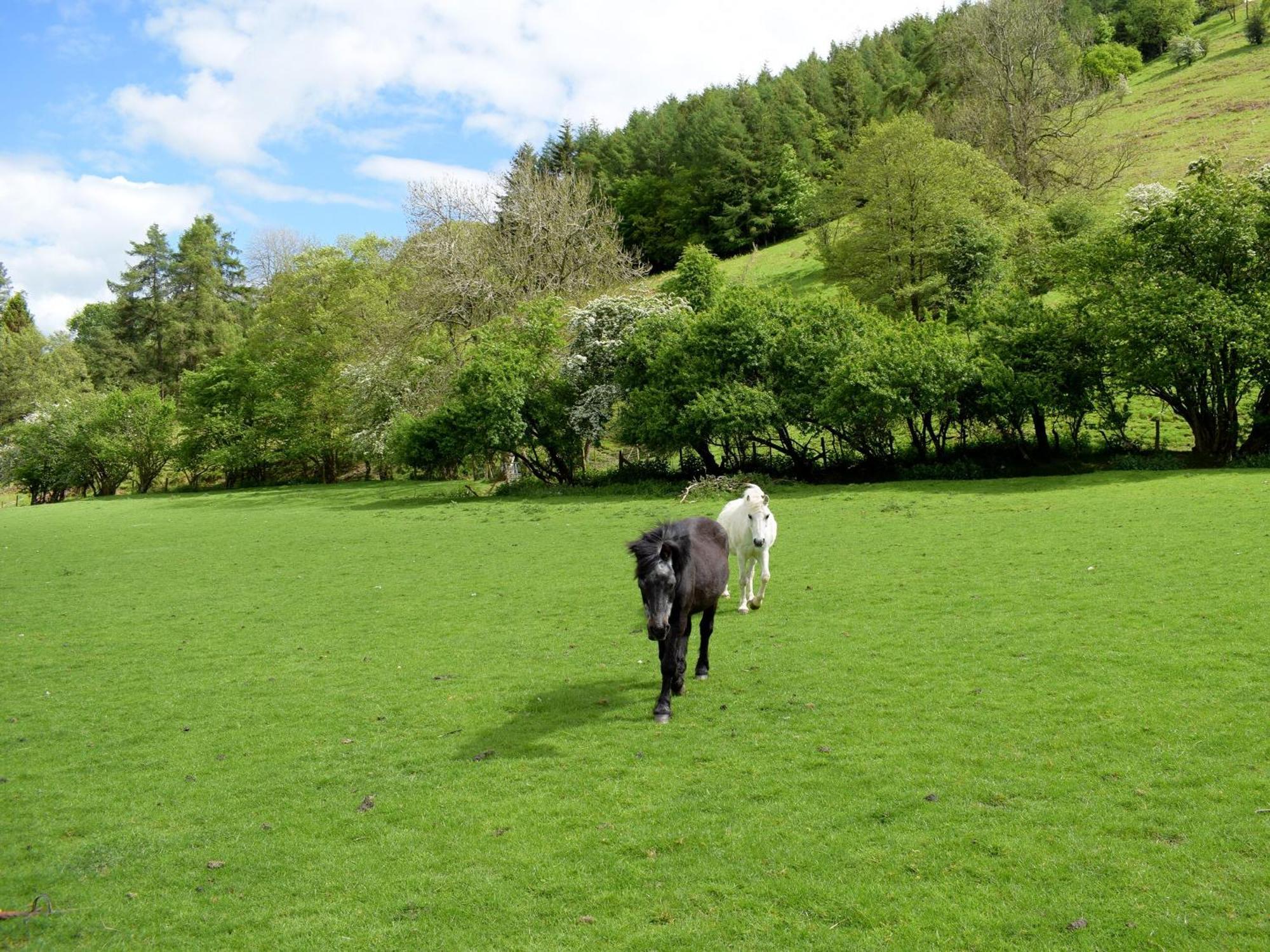 Lower Goytre Farmhouse Llanfair Waterdine ภายนอก รูปภาพ